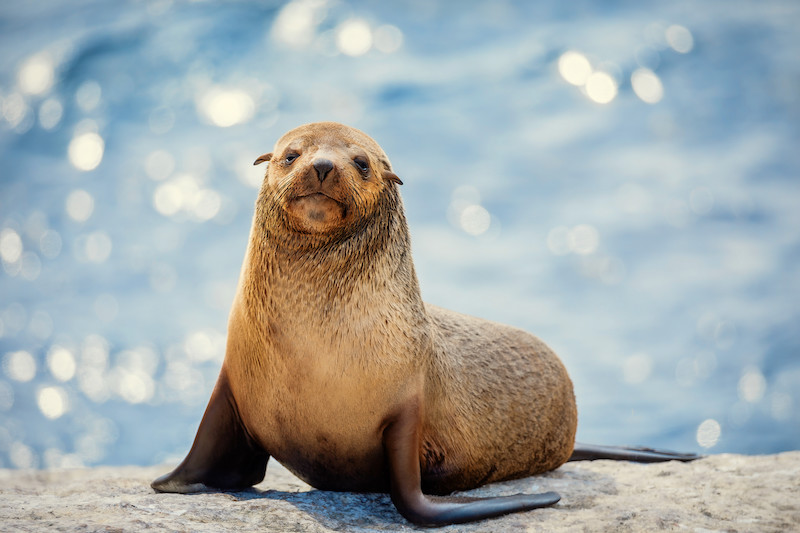 動物たちの秘密の生態