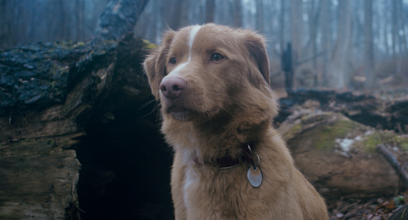 GOOD BOY／グッド・ボーイ