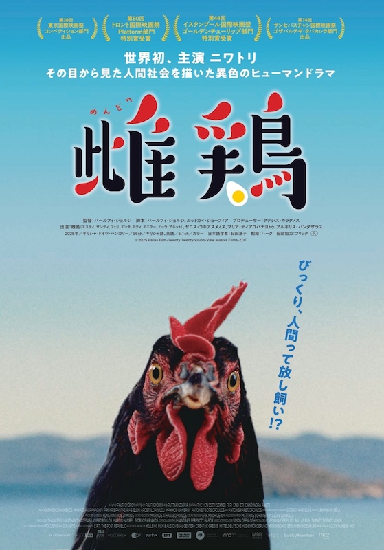 雌鶏