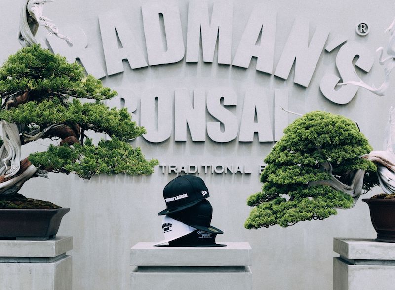 NEW ERA TRADMAN’S BONSAI